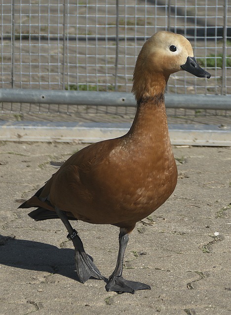 尽管勒布朗